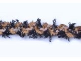 Wool spirit braid